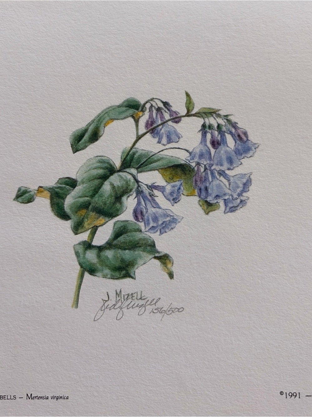 1991 Judy Mizell signed, numbered limited-edition botanical print.